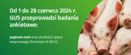 kilka świń na plakacie informującym o ankiecie dla rolników