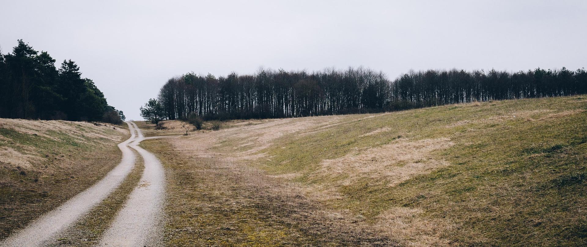 Ścieżka prowadząca do lasu jesienią. Po prawej stronie małe wzgórze.