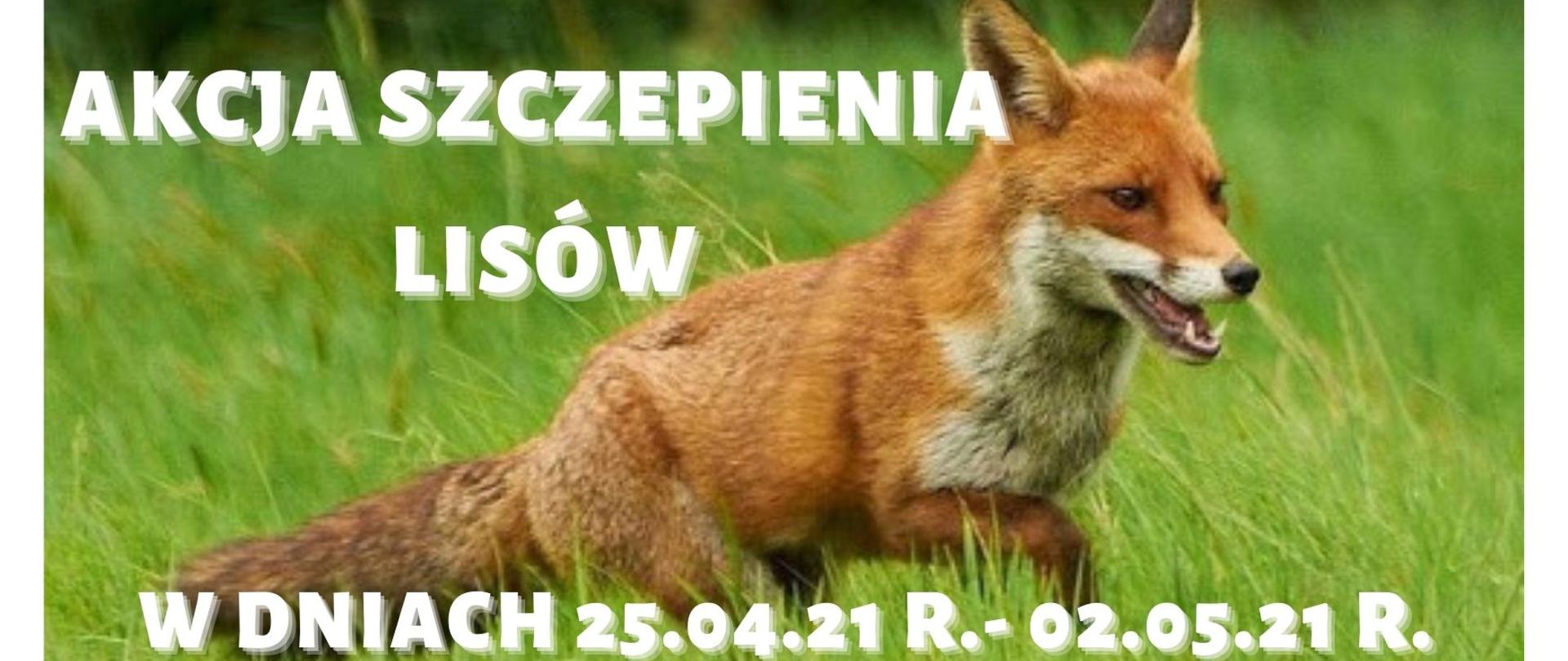 akcja szczepienia lisów w dniach 25.04.21 r.- 02.05.21 r.