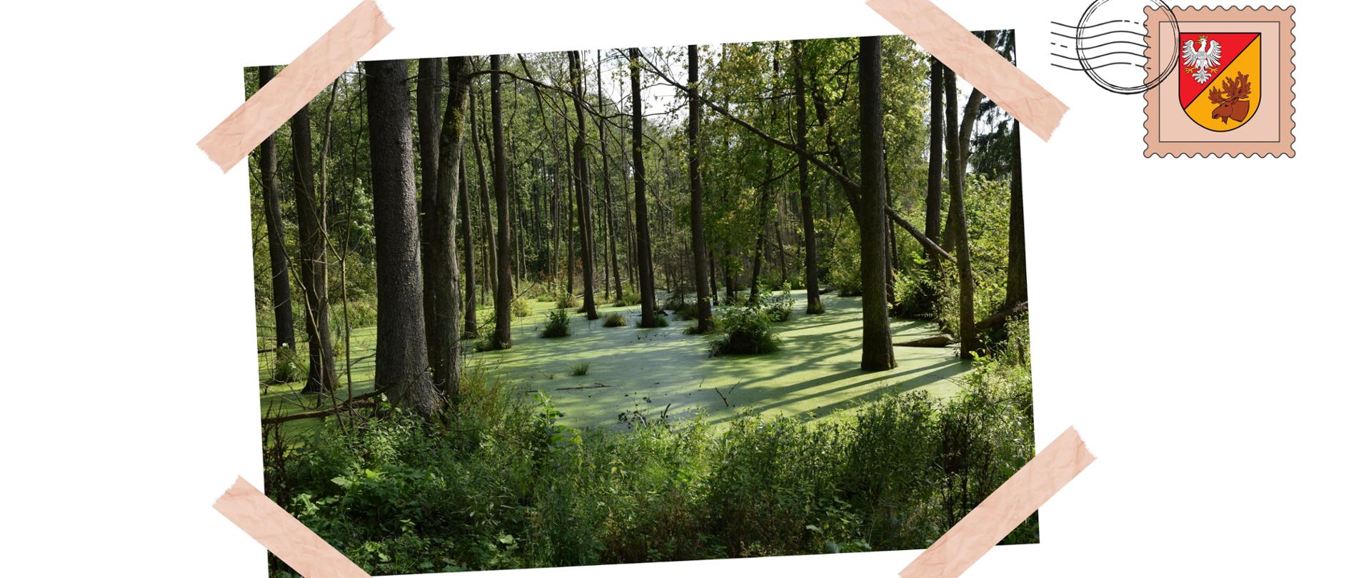 Rozpoczynamy konkurs Pocztówka z wakacji - "Natura w Powiecie Białostockim"