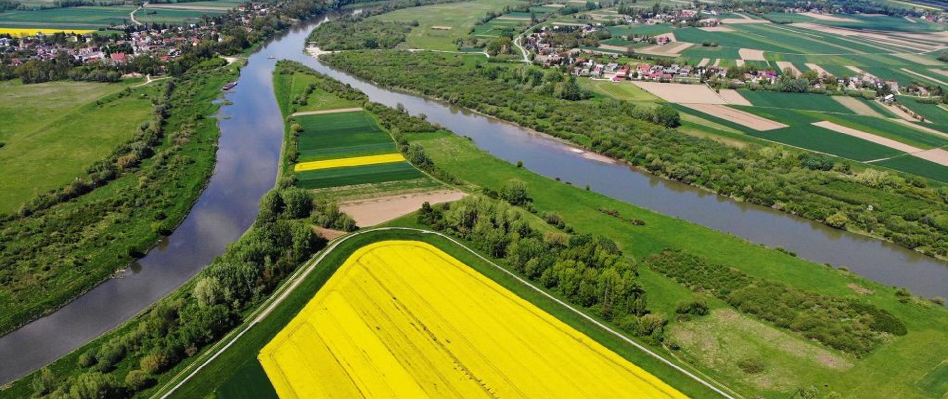 Zdjęcie przedstawia ujście Dunajca do Wisły z lotu ptaka w tle zabudowania po obu stronach rzek w ich "widłach" pole obsiane kwitnącym rzepakiem
