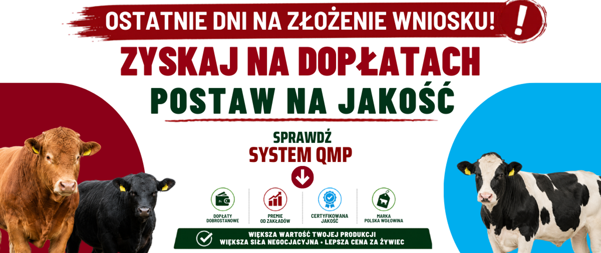 Baner reklamowy kampanii systemu QMP dotyczącej dopłat do produkcji wołowiny. Na górze czerwony napis na białym tle: „OSTATNIE DNI NA ZŁOŻENIE WNIOSKU!”. Poniżej główne hasło: „ZYSKAJ NA DOPŁATACH, POSTAW NA JAKOŚĆ”. W centralnej części znajduje się zachęta „SPRAWDŹ SYSTEM QMP” oraz cztery ikony z podpisami: dopłaty dobrostanowe, premie od zakładów, certyfikowana jakość, marka polska wołowina. Poniżej na zielonym pasie napis: „WIĘKSZA WARTOŚĆ TWOJEJ PRODUKCJI, WIĘKSZA SIŁA NEGOCJACYJNA, LEPSZA CENA ZA ŻYWIEC”. Na dole widoczny adres strony internetowej www.qmpsystem.eu, logotypy „Wołowina z ras mięsnych” i „Wołowina z ras mlecznych” oraz hasło: „QMP TO GWARANCJA DOBROSTANU, IDENTYFIKOWALNOŚCI I BEZPIECZEŃSTWA”. Obrazek ilustrują zdjęcia krów ras mięsnych i mlecznej na tle bordowych i niebieskich kształtów.