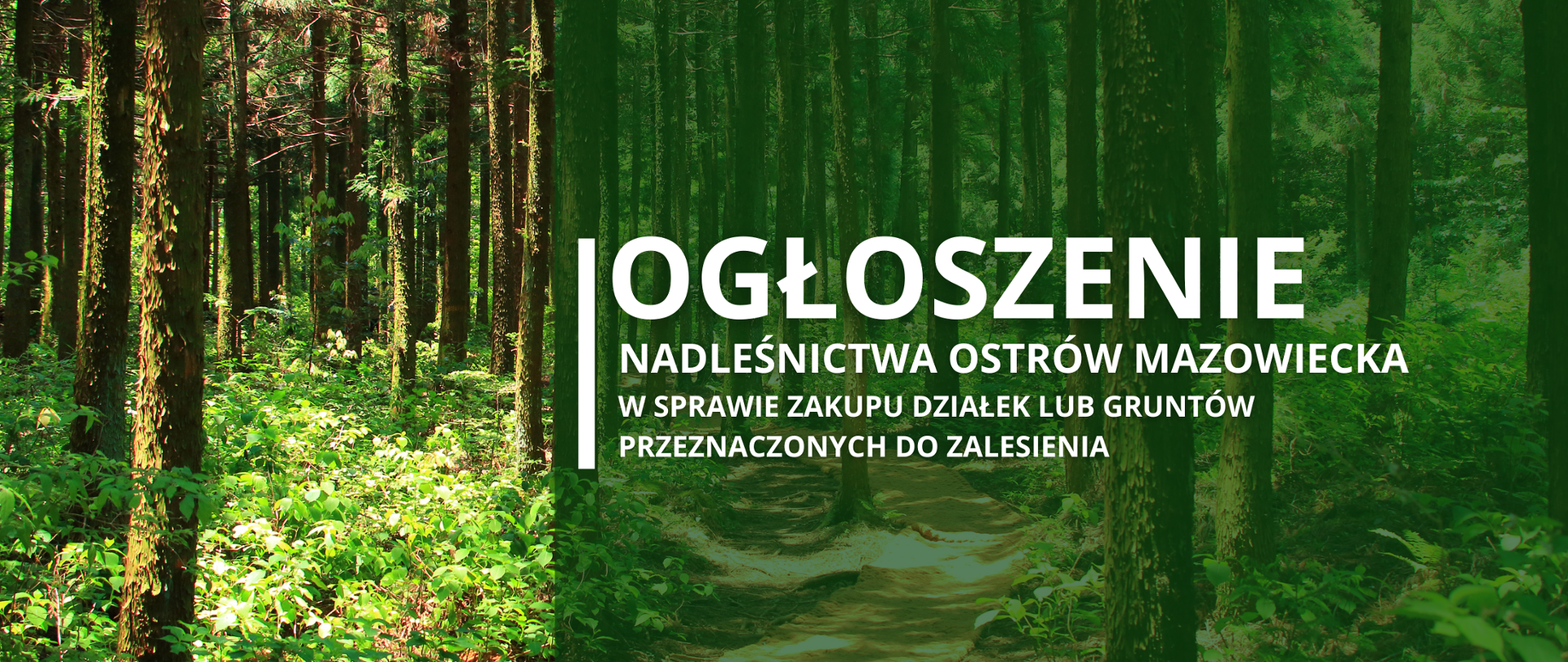 W tle zdjęcie lasu, na pierwszym planie treść: "Ogłoszenie Nadleśnictwa Ostrów Mazowiecka w sprawie zakupu działek lub gruntów przeznaczonych do zalesienia"
