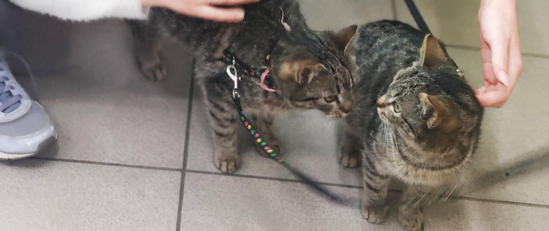 DZIEŃ KOTA W ŚWIETLICY ŚRODOWISKOWEJ W MIŁKOWIE