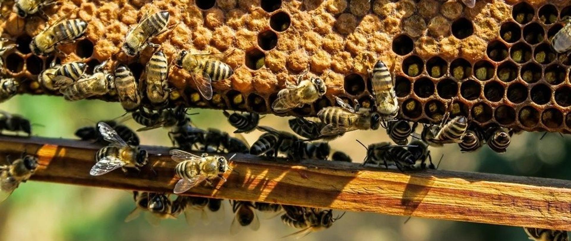 Małopolska pszczoła - projekt