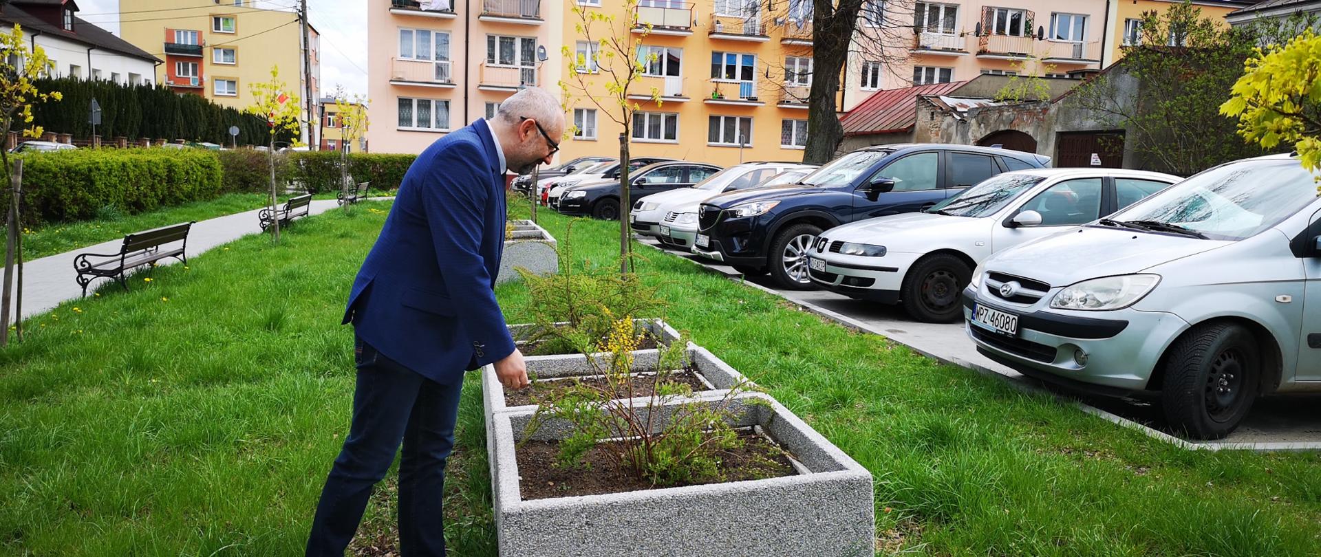 Starosta Krzysztof Bieńkowski dogląda krzewów posadzonych w 2020 roku. Zdjęcie wykonane na terenie zielonym pomiędzy parkingiem a chodnikiem przy ulicy Świętego Wojciecha w Przasnyszu.