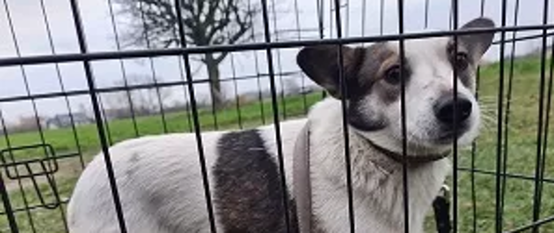 Pies - samiec, biały w łaty, czerwona obroża na zdjęciu znajduje się w klatce transportowej.