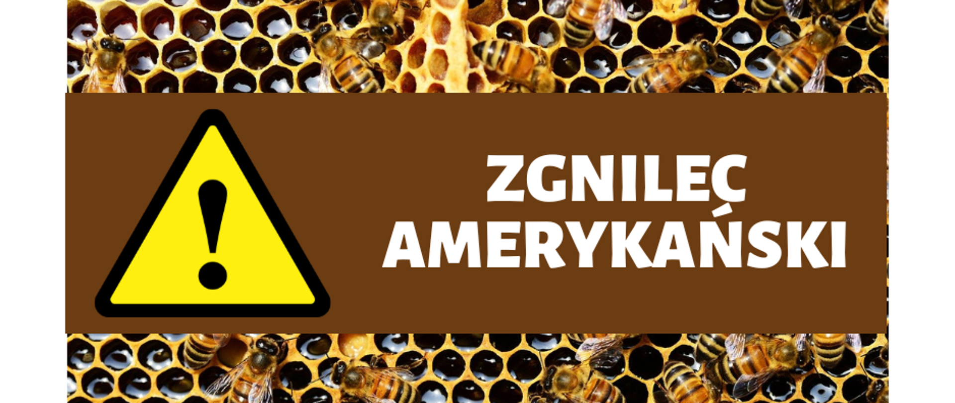 Zgnilec amerykański