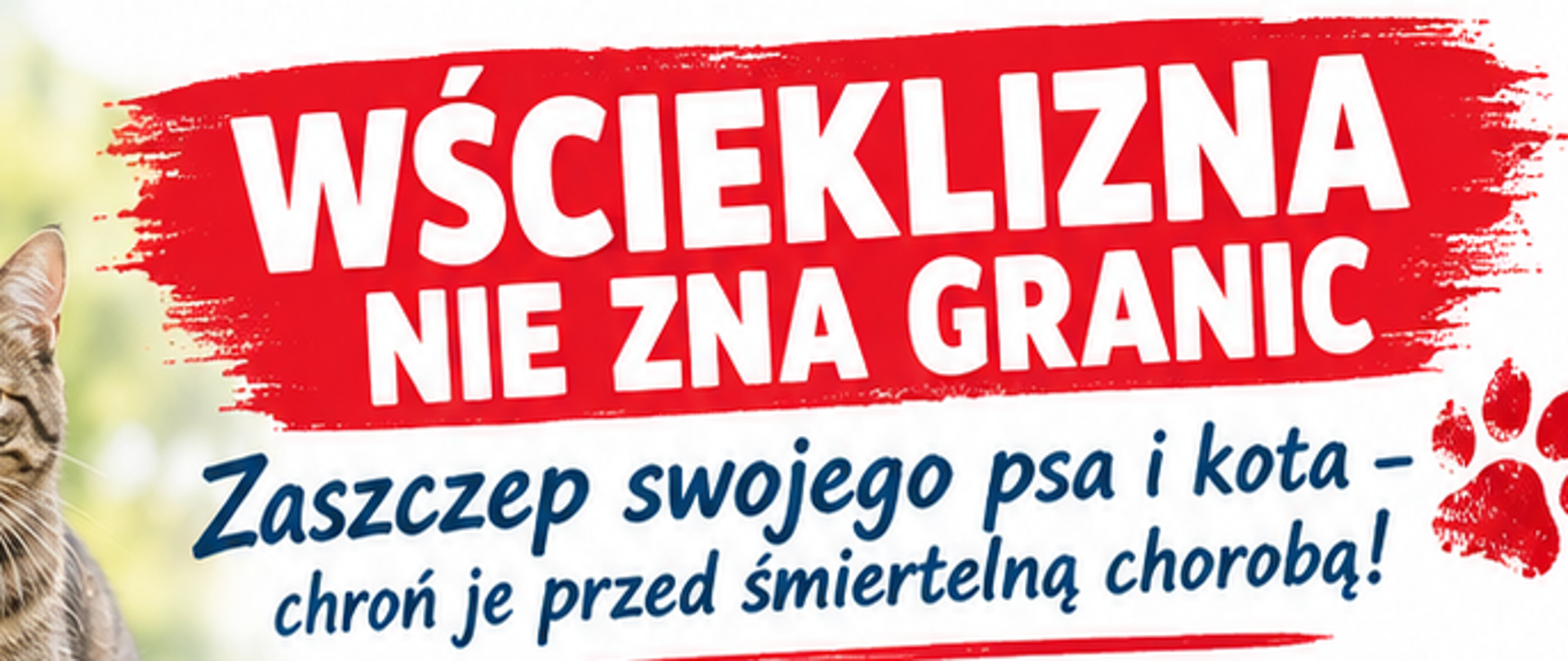 Polska infografika poświęcona zapobieganiu wściekliźnie, przedstawiająca golden retrievera i pręgowanego kota, wskazówki dotyczące szczepień, porady dotyczące ochrony zwierząt domowych, działania w nagłych wypadkach oraz hasło „Szczepienie to najlepsza ochrona!”.
Tekst infografiki:
WŚCIEKLIZNA
NIE ZNA GRANIC
Zaszczep swojego psa i kota –
chroń je przed śmiertelną chorobą!
WŚCIEKLIZNA JEST BLISKO NAS
W 2026 roku potwierdzono ogniska
wścieklizny u lisa w gminach
Janów Podlaski i Sarnaki.
To ważny sygnał dla wszystkich właścicieli
zwierząt w powiecie siemiatyckim. Choroba może
wystąpić również u zwierząt domowych, zwłaszcza
gdy mają kontakt z zakażonymi zwierzętami dzikimi.
Wścieklizna jest chorobą śmiertelną.
Można jej jednak skutecznie zapobiegać
poprzez szczepienia i odpowiedzialne
postępowanie ze zwierzętami.
NAJWAŻNIEJSZA OCHRONA
Regularne szczepienia
przeciwko wściekliźnie.
PIES – szczepienie obowiązkowe
Właściciel psa ma obowiązek zaszczepić go
przeciwko wściekliźnie po ukończeniu 3. miesiąca
życia, a następnie nie rzadziej niż co 12 miesięcy.
KOT – szczepienie zdecydowanie zalecane
Szczepienie jest szczególnie ważne dla kotów
wychodzących, przebywających na wsi i mających
kontakt z dzikimi zwierzętami. Zapytaj lekarza
weterynarii o termin szczepienia.
JAK CHRONIĆ PSA I KOTA
PRZED WŚCIEKLIZNĄ?
Szczep regularnie – nie czekaj, aż zwierzę zachoruje
lub dojdzie do kontaktu z dzikim zwierzęciem.
Nie wypuszczaj zwierząt bez kontroli. Pies powinien
być prowadzony na smyczy, a kot wychodzący powinien
pozostawać pod nadzorem.
Nie pozwalaj na kontakt z lisami, jenotami, nietoperzami
ani innymi dzikimi zwierzętami. Nie dotykaj zwierząt,
które zachowują się nietypowo.
Zabezpiecz posesję i budynki gospodarcze,
aby ograniczyć możliwość kontaktu zwierząt domowych
z dzikimi zwierzętami.
Nie dokarmiaj dzikich zwierząt i nie próbuj ich łapać
ani leczyć na własną rękę.
Sprawdzaj aktualne zalecenia Inspekcji Weterynaryjnej
dotyczące obszarów zagrożonych wścieklizną.
CO ZROBIĆ, GDY ZWIERZĘ MIAŁO
KONTAKT Z PODEJRZANYM ZWIERZĘCIEM?
Nie dotykaj gołymi rękami dzikiego zwierzęcia
ani jego śliny.
Odizoluj psa lub kota od ludzi i innych zwierząt,
nie narażając siebie na pogryzienie.
Niezwłocznie skontaktuj się z lekarzem weterynarii
i przekaż informacje o kontakcie.
Zgłoś podejrzane zwierzę właściwym służbom.
W przypadku zagrożenia dla ludzi lub zwierząt
skontaktuj się z Policją albo numerem 112.
Jeżeli człowiek został pogryziony, podrapany lub miał
kontakt śliny podejrzanego zwierzęcia z uszkodzoną skórą
lub błonami śluzowymi – natychmiast skontaktuj się z lekarzem.
PAMIĘTAJ!
Nie każde dzikie zwierzę jest chore, ale nietypowe
zachowanie, brak lęku przed człowiekiem, agresja,
ślinienie się lub trudności w poruszaniu się
powinny wzbudzić czujność.
POWIAT SIEMIATYCKI –
REAGUJ ODPOWIEDZIALNIE
Właścicielu psa i kota! Zadbaj o aktualne szczepienie
swojego zwierzęcia. To prosty krok, który może uratować
jego życie, a także chronić ludzi przed śmiertelną chorobą.
W razie wątpliwości zapytaj lekarza weterynarii.
SZCZEPIENIE TO NAJLEPSZA OCHRONA!
Źródło informacji o ogniskach wścieklizny:
Główny Inspektorat Weterynarii — komunikat z 11 września 2026 r.
Opracowanie do celów informacyjnych.
Aktualne nakazy i zakazy mogą wynikać z obowiązujących
rozporządzeń właściwych organów Inspekcji Weterynaryjnej.