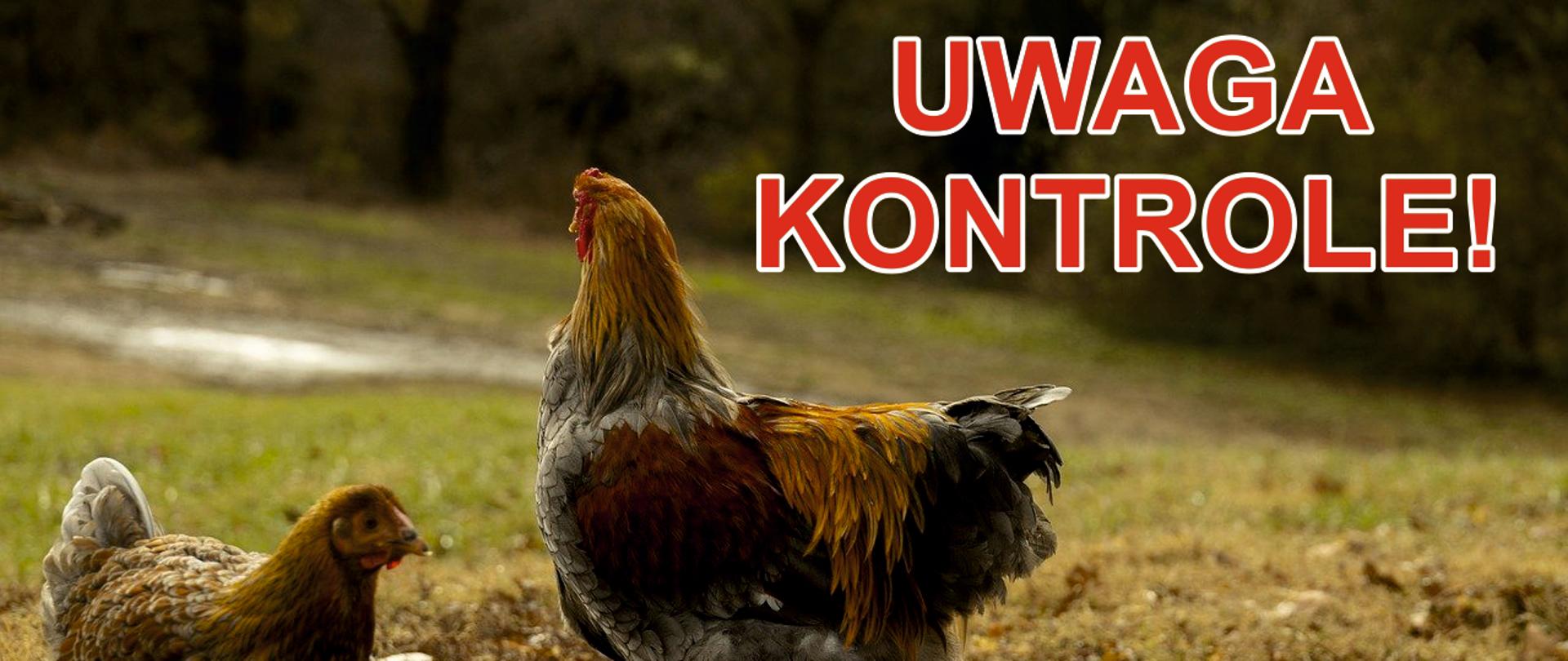 grafika ozdobna
