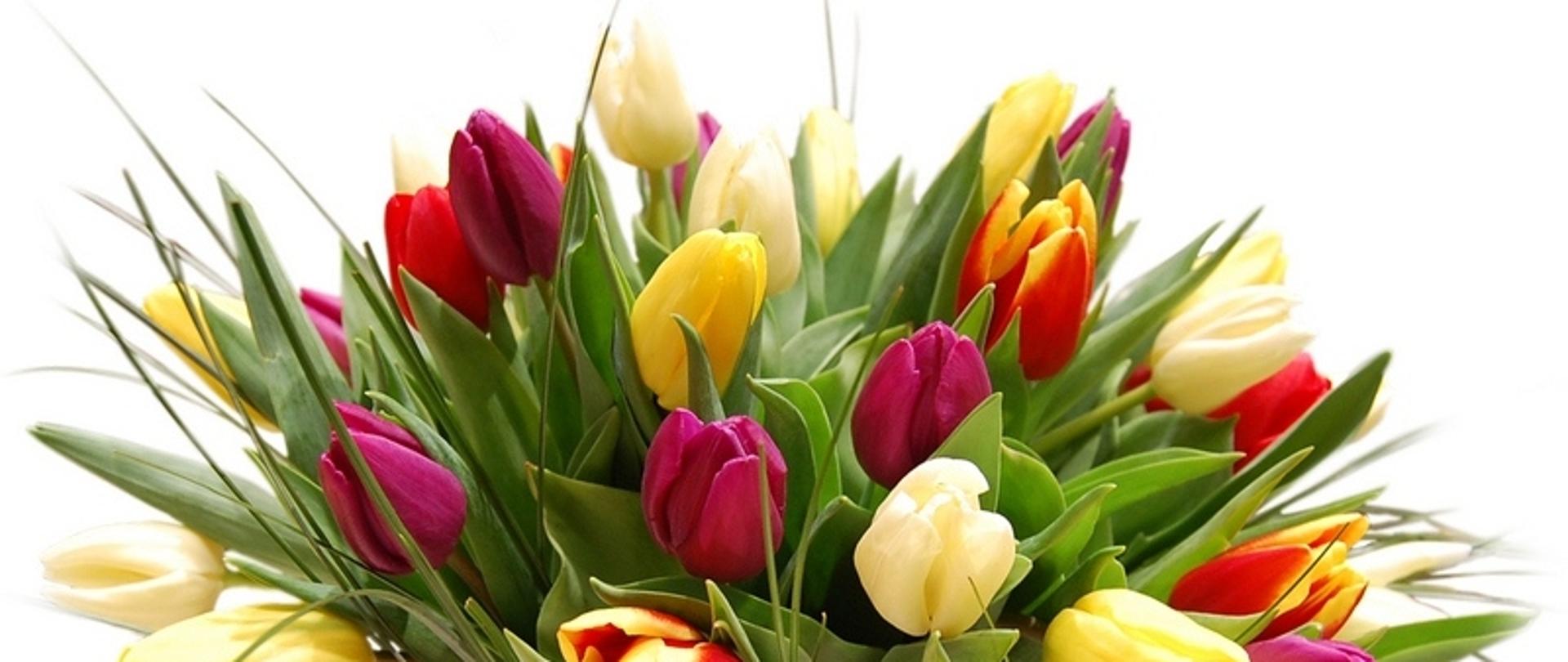 Dzień Kobiet - Tulipany
