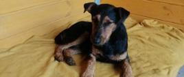 Pies - samiec, umaszczenie: czarne podpalane. Brak obroży. Wiek: 12 miesięcy. Na zdjęciu pies siedzi na żółtym kocu w tle znajdują się ściany z desek.