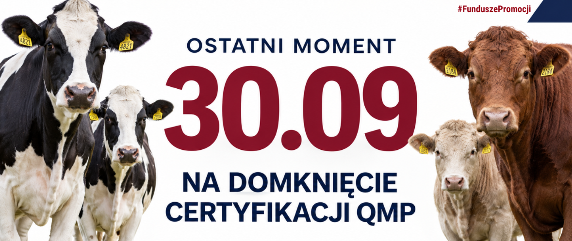 „Baner promocyjny programu QMP. Po bokach zdjęcia krów ras mlecznych i mięsnych. W centrum napis: „Ostatni moment – 30.09 na domknięcie certyfikacji QMP”. Na dole logotypy „Wołowina z ras mlecznych QMP” i „Wołowina z ras mięsnych QMP”. W prawym górnym rogu hashtag #FunduszePromocji.”