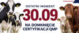 „Baner promocyjny programu QMP. Po bokach zdjęcia krów ras mlecznych i mięsnych. W centrum napis: „Ostatni moment – 30.09 na domknięcie certyfikacji QMP”. Na dole logotypy „Wołowina z ras mlecznych QMP” i „Wołowina z ras mięsnych QMP”. W prawym górnym rogu hashtag #FunduszePromocji.”