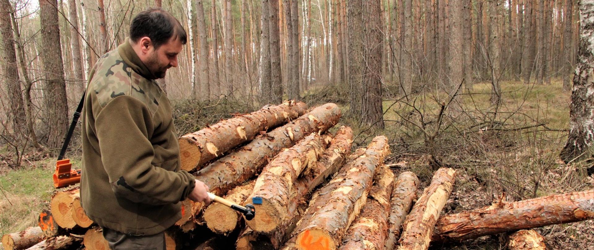 Mężczyzna znakujący pozyskane drewno w lesie.