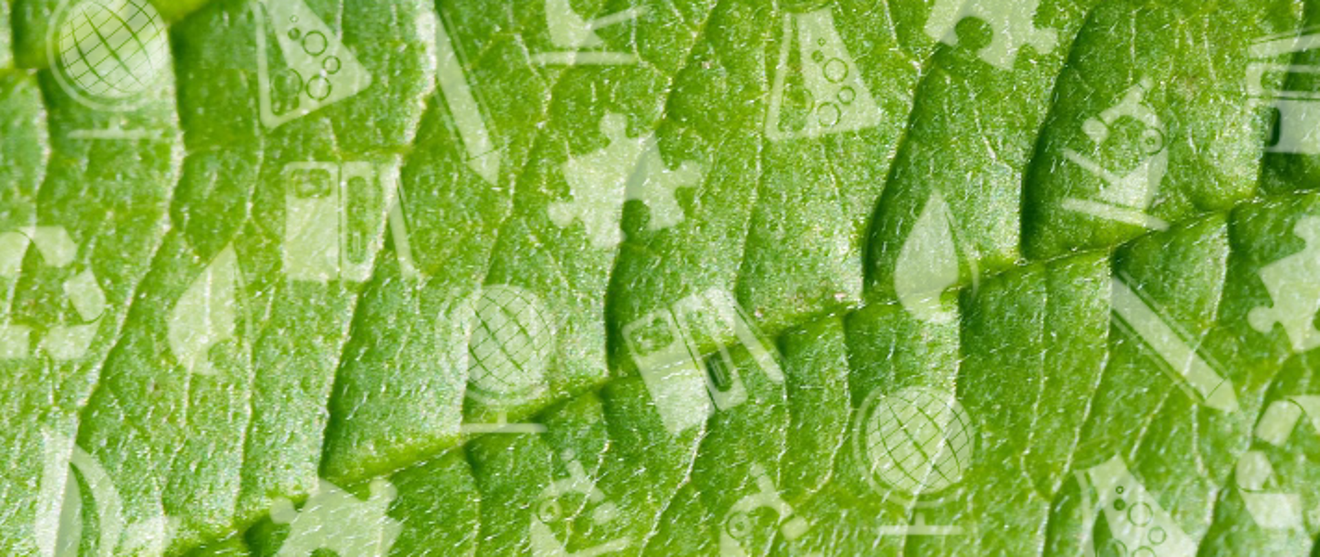 baner