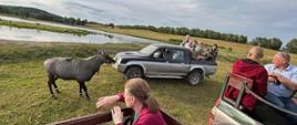 Fotosafari - uczestnicy wycieczki siedzą w aucie, oglądają zwierzęta