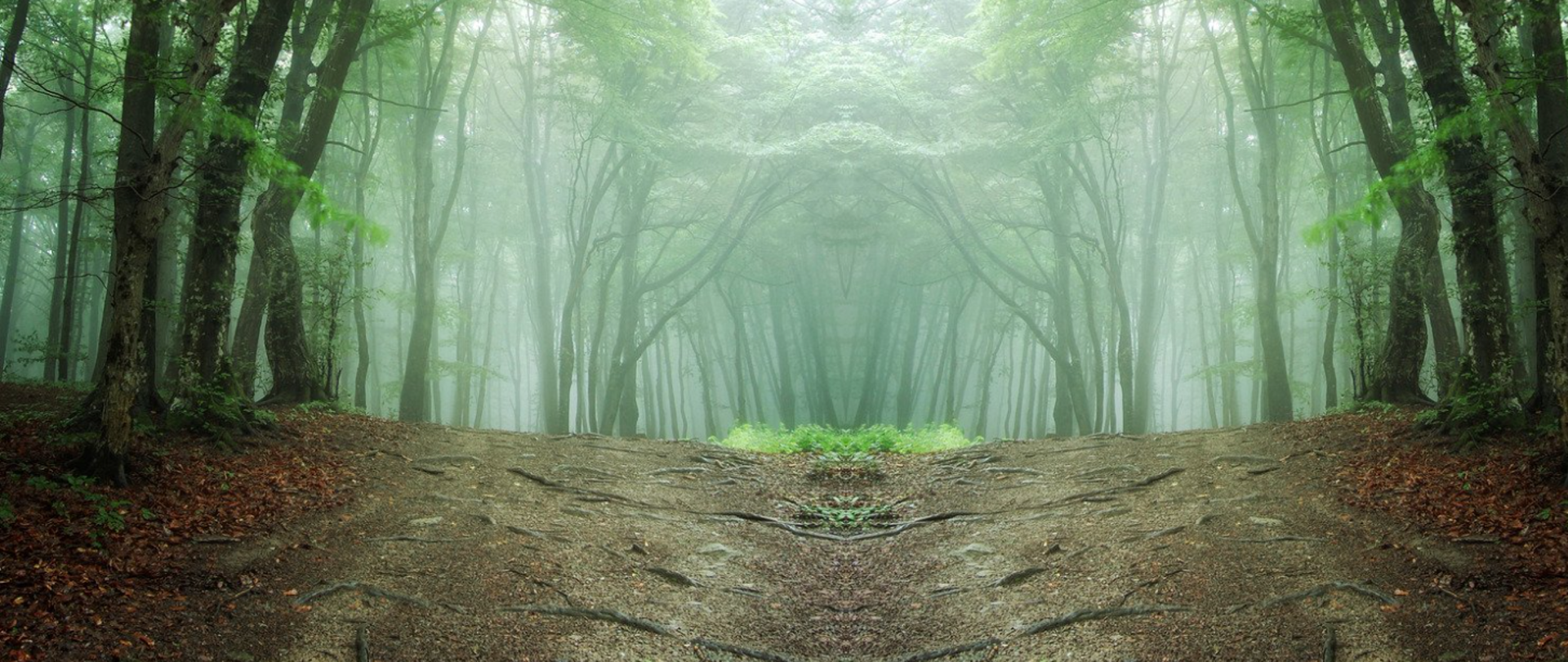 Zdjęcie przedstawiające las