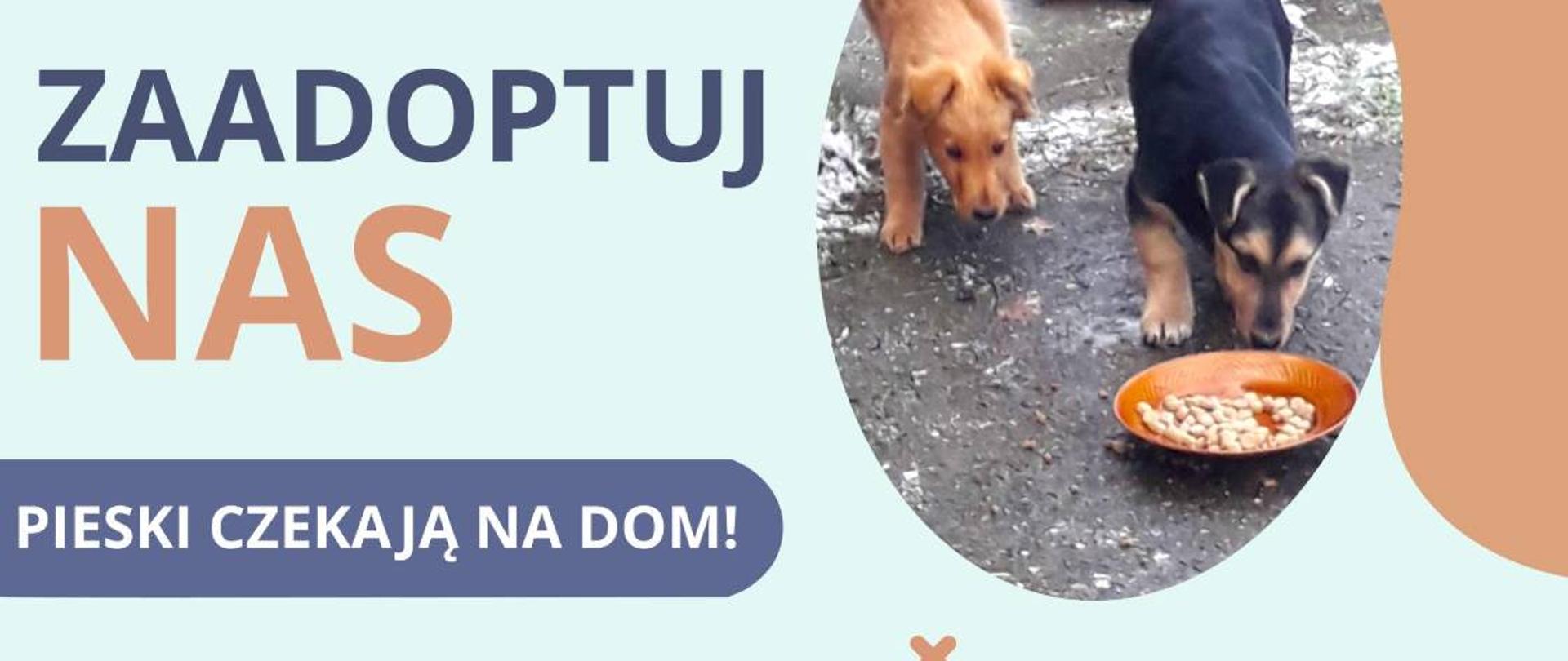 Szukasz wiernego przyjaciela?
Szczeniaki czekają na Ciebie!
Wybierz adopcję – daj szansę na
lepsze życie psu, który marzy
o ciepłym domu i opiece.
Urząd Miasta i Gminy w Kaczorach
zaprasza do wzięcia
pod opiekę maluchów,
które potrzebują miłości i troski.
Jest 6 szczeniąt i matka.