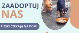 Szukasz wiernego przyjaciela?
Szczeniaki czekają na Ciebie!
Wybierz adopcję – daj szansę na
lepsze życie psu, który marzy
o ciepłym domu i opiece.
Urząd Miasta i Gminy w Kaczorach
zaprasza do wzięcia
pod opiekę maluchów,
które potrzebują miłości i troski.
Jest 6 szczeniąt i matka.