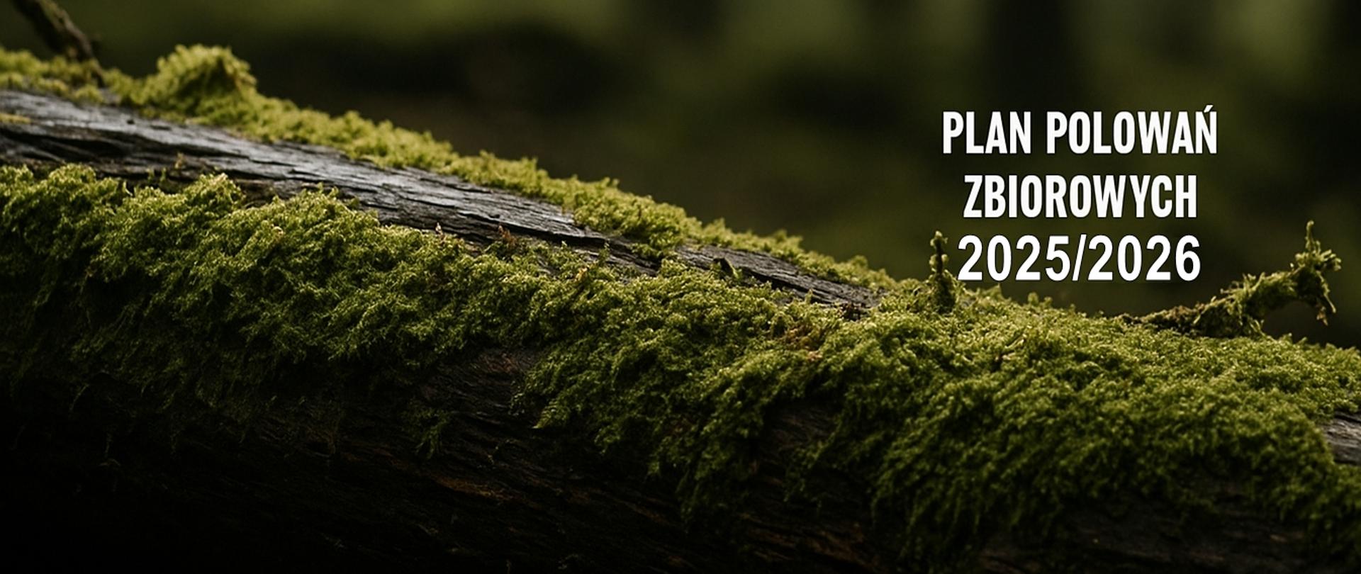 Plan polowań zbiorowych w sezonie 2025/2026