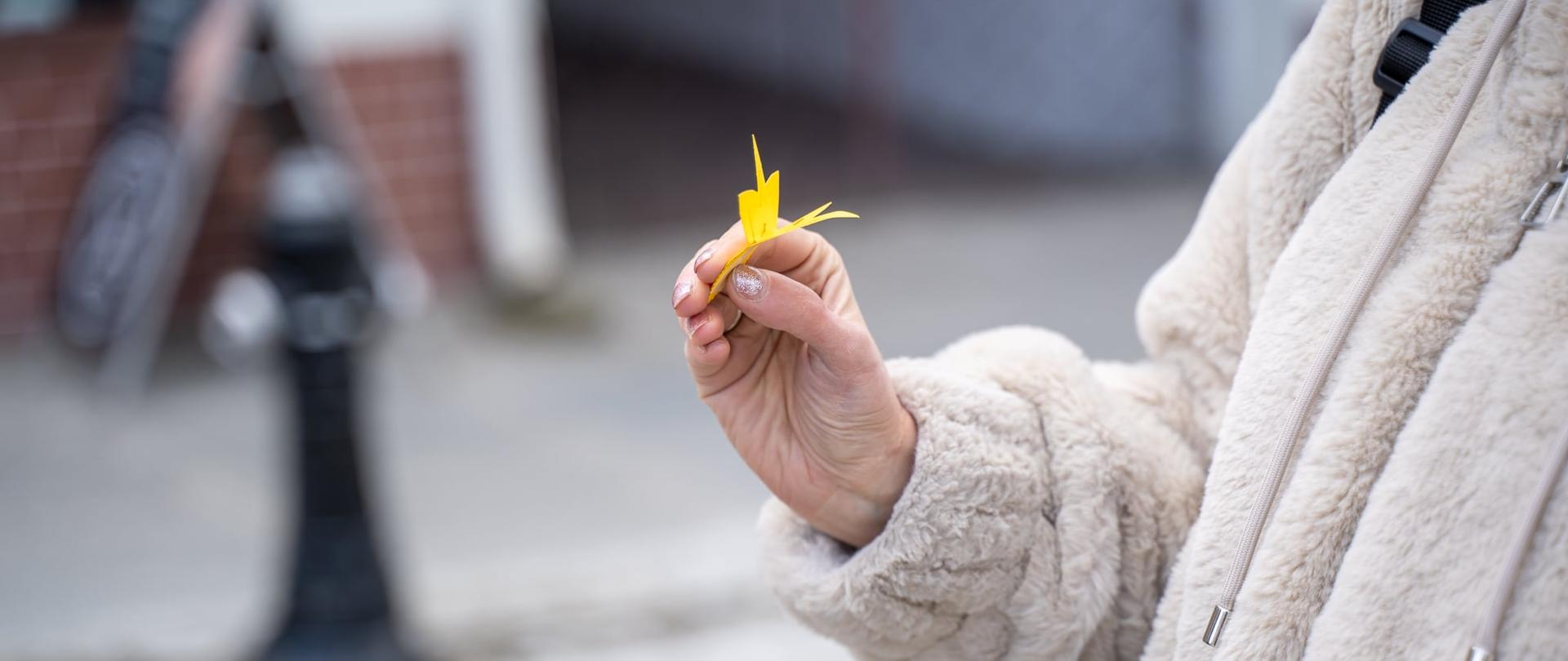 Zdjęcie przedstawia kobiecą dłoń, w której znajduje się papierowy żółty kwiatek - żonkil