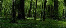 Rezerwat leśny Koryciny, ścieżka Dębowy las (fot. B. Komarzewski)
