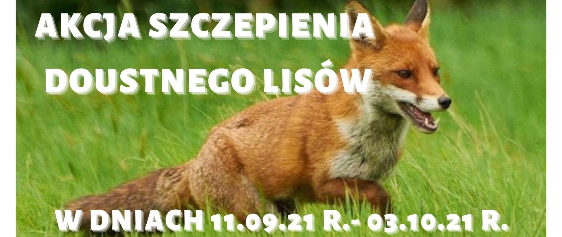 Akcja szczepienia doustnego lisów w dniach 11 września 2021 r. do 3 października 2021 r.