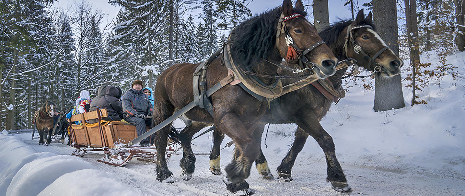 Dwa brązowe konie ciągnące sanie z ludźmi na zaśnieżonej leśnej drodze