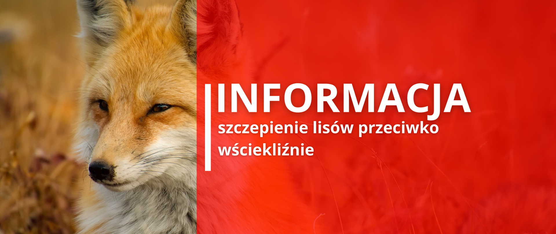 Szczepienie lisów informacja