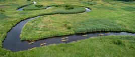 Spływ kajakowy z lotu ptaka- widok na meandry rzeki Narew i płynące nią kajaki