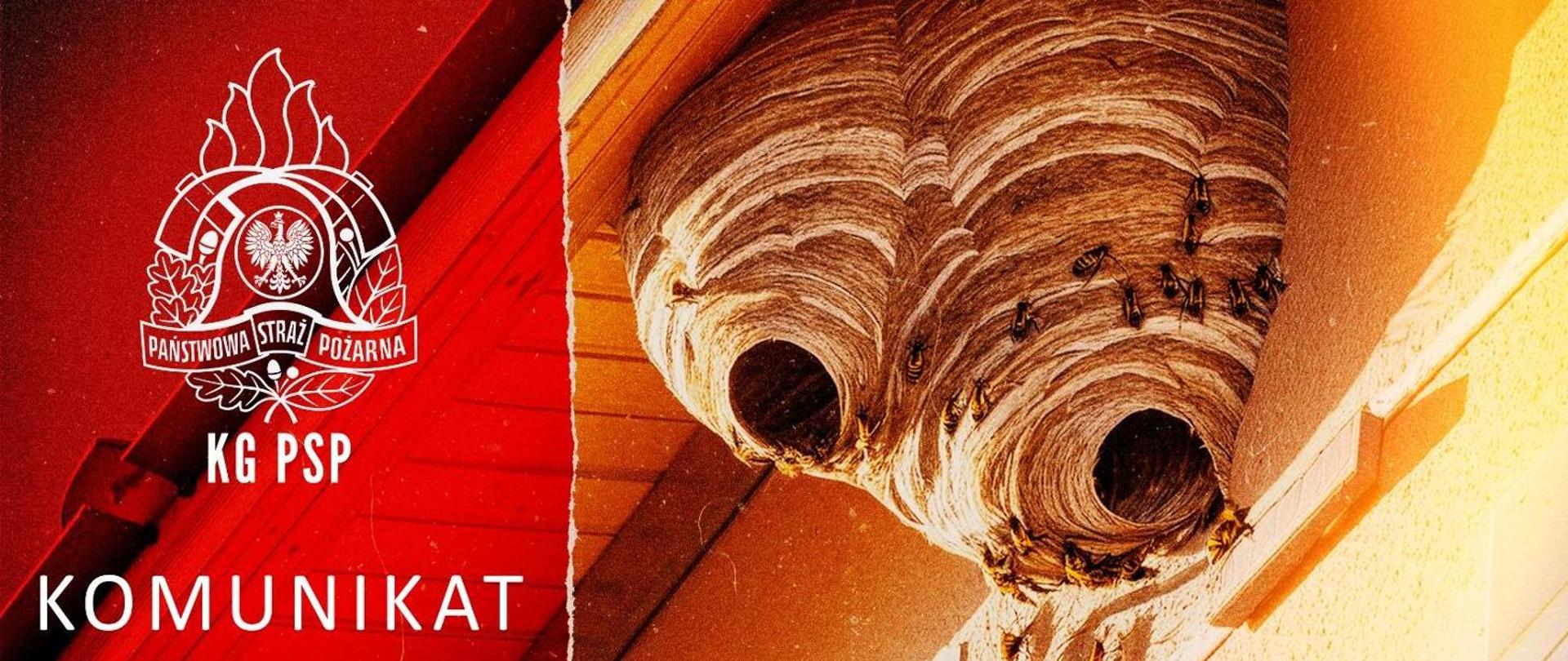 Gniazdo owadów błonkoskrzydłych - grafika informująca