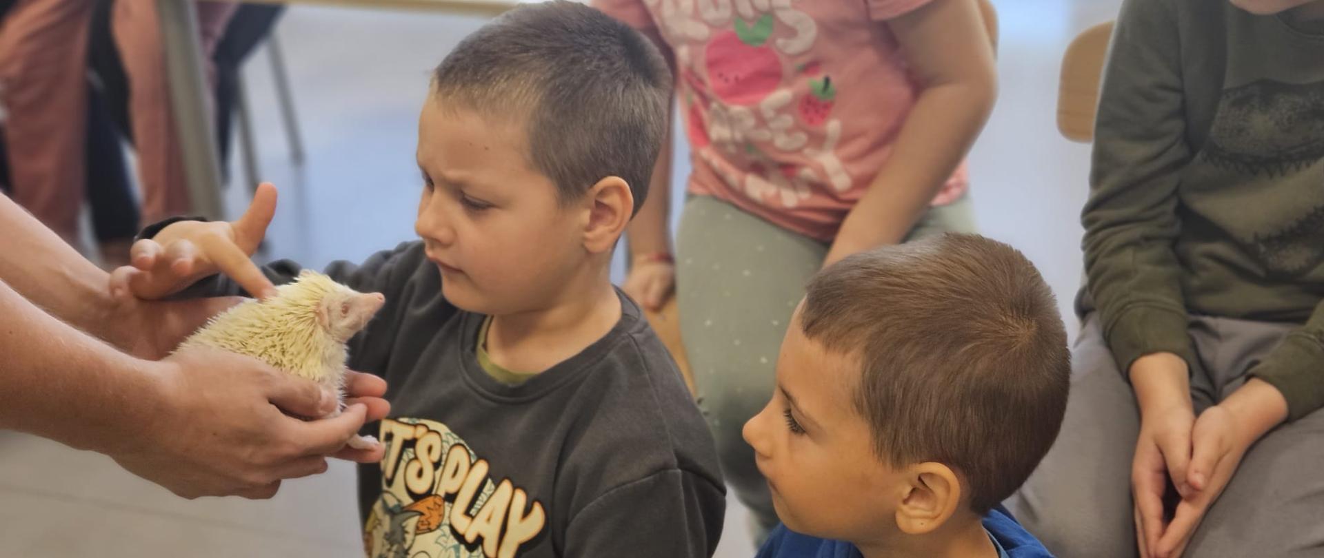 Dokąd nocą tupta jeż... czyli spotkanie z jeżykiem pigmejskim