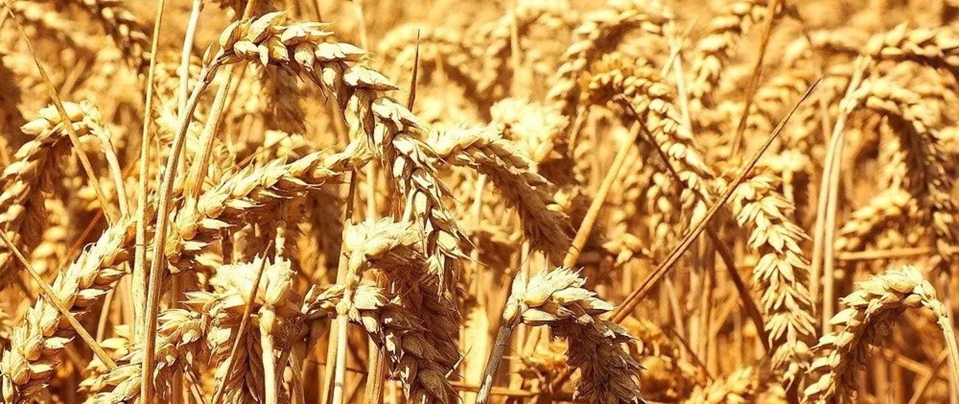 Zboże