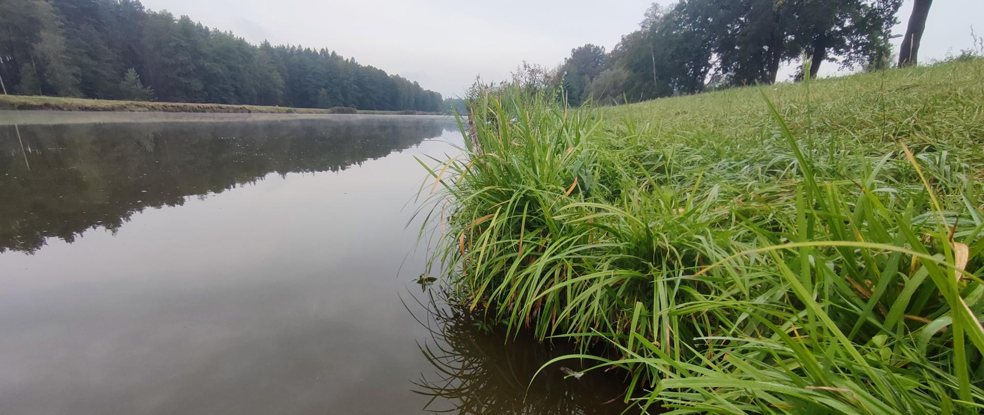 Brzeg zbiornika wodnego porośnięty trawą w tle las.