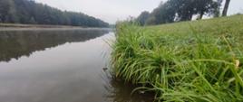 Brzeg zbiornika wodnego porośnięty trawą w tle las.
