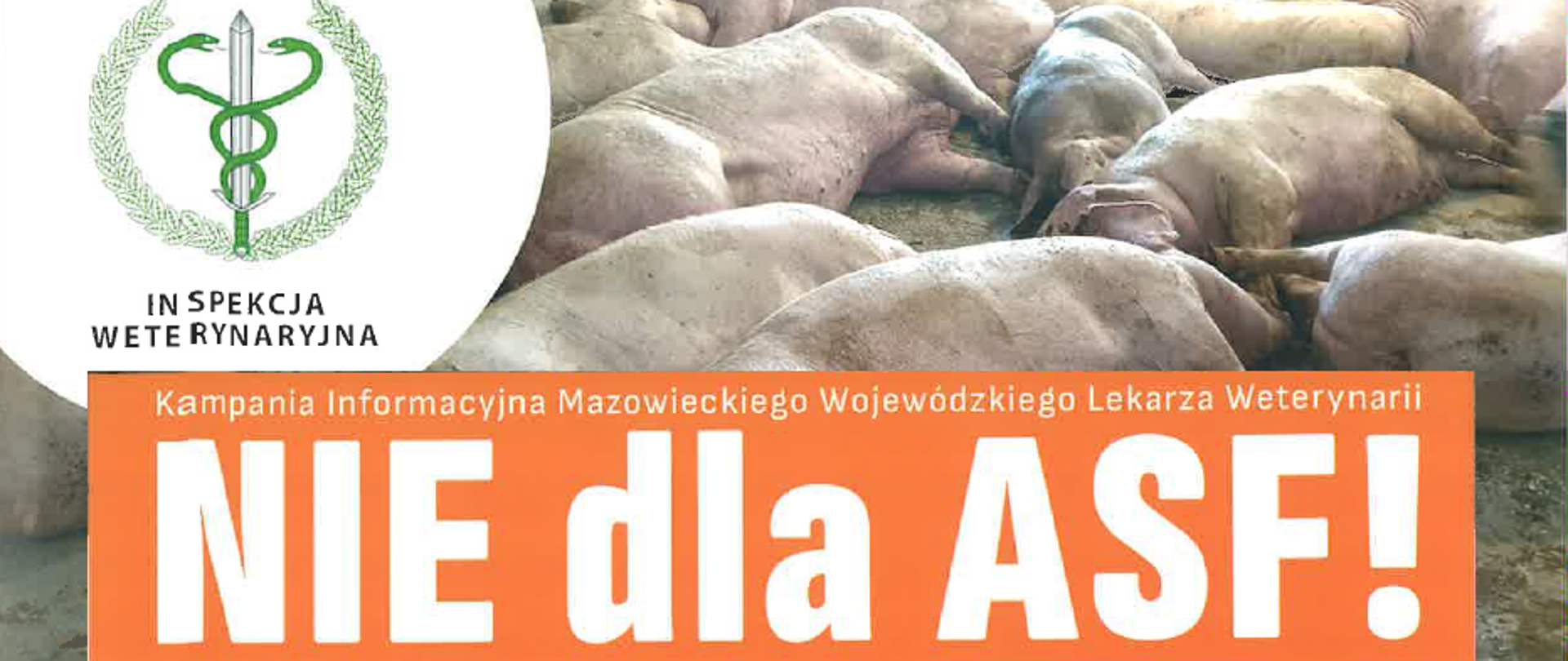 Kampania informacyjna Mazowieckiego Wojewódzkiego Lekarza Weterynarii NIE dla ASF! Zdjęcie leżących świń, z lewej strony logo Inspekcji Weterynaryjnej - 2 węże oplatające miecz