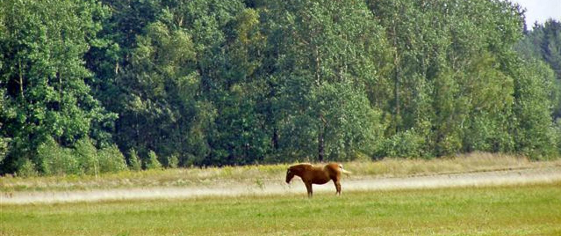 Koń domowy (Equus caballus) (fot. B. Komarzewski)
