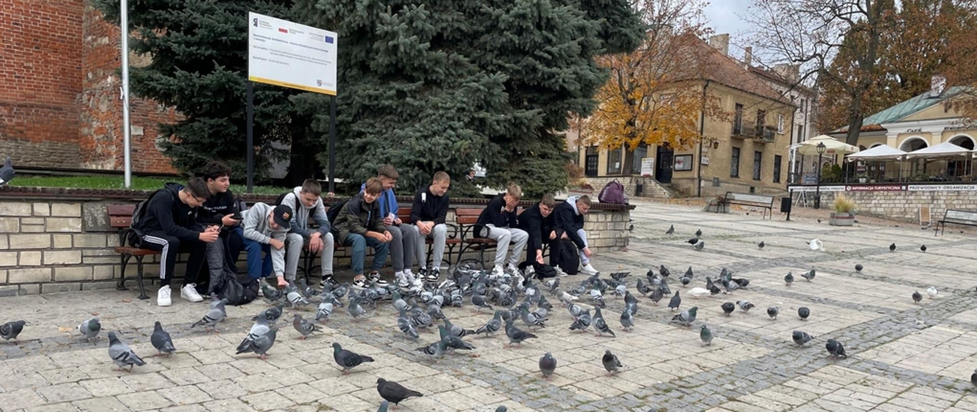 Grupa dziesięciu chłopców siedzi na ławkach na rynku sandomierskim. Przed nimi na płycie rynku bardzo duża liczba gołębi.
