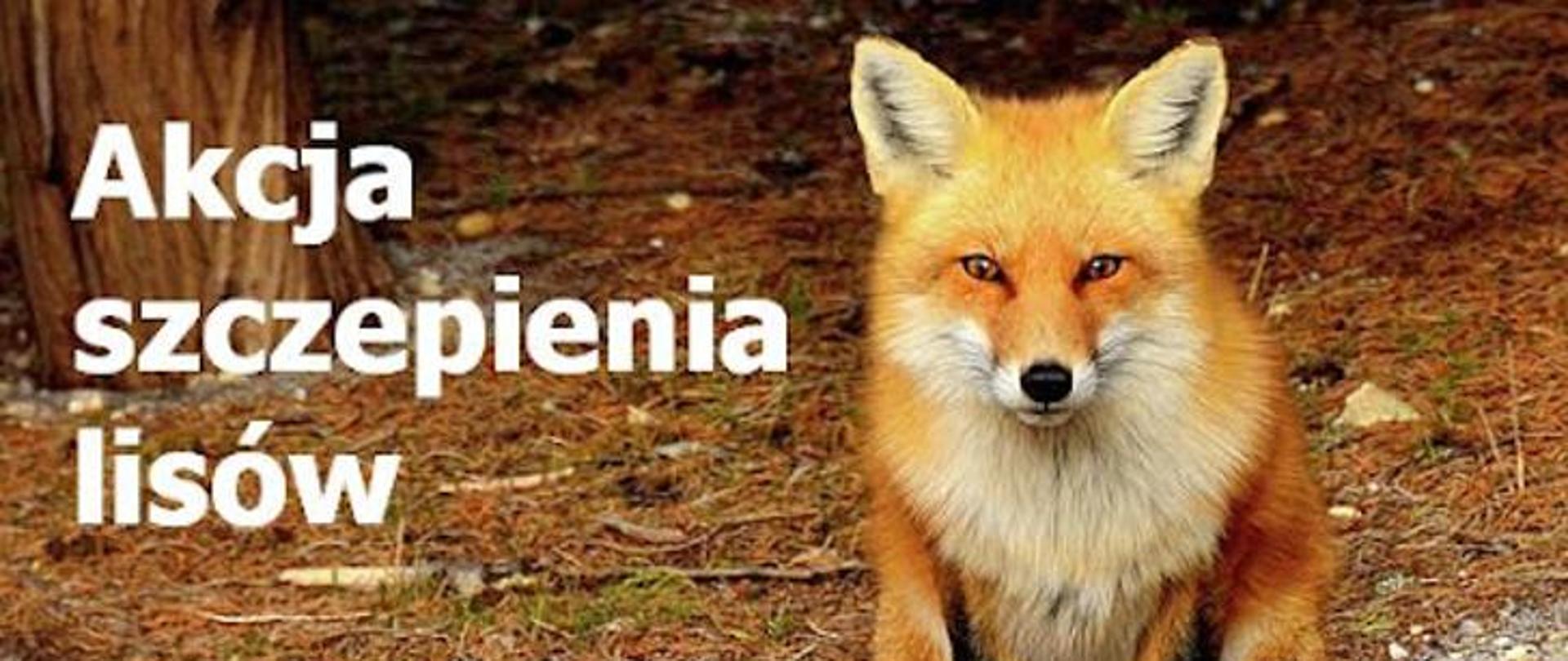 Akcja szczepienia lisów
