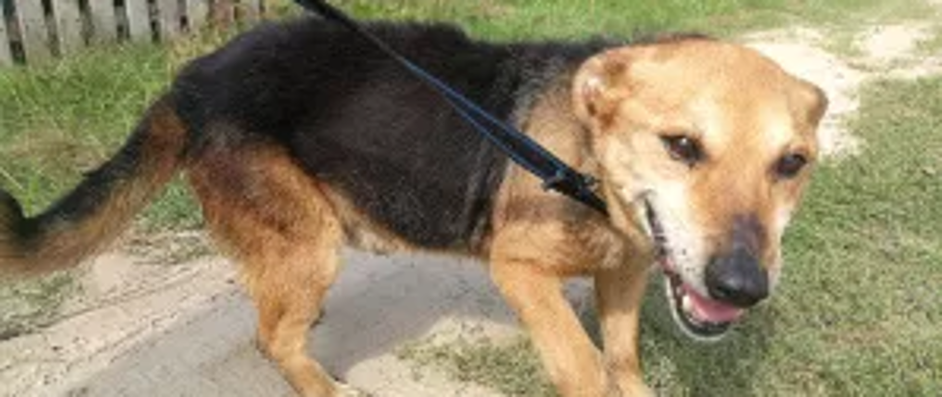 Pies - samiec, około 7 lat, średniej wielkości, waży 12 kg. Sierść, zęby i pazury w bardzo złym stanie. 
