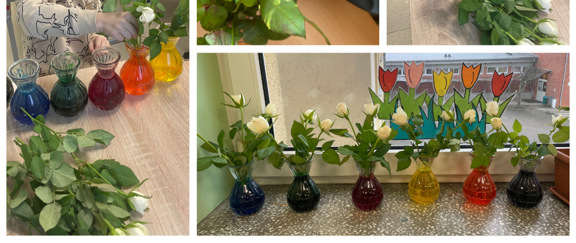 Na górze zdjęcie róż w wazonach z kolorową wodą, za nimi widać twarze dzieci. Poniżej zdjęcia dzieci wkładających białe róże do wazonów z kolorową wodą. Na dole białe róże w wazonach z kolorową wodą. 