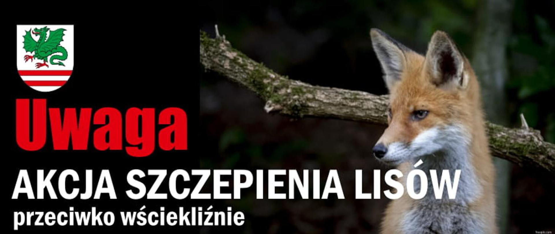 Akcja szczepienia lisów 