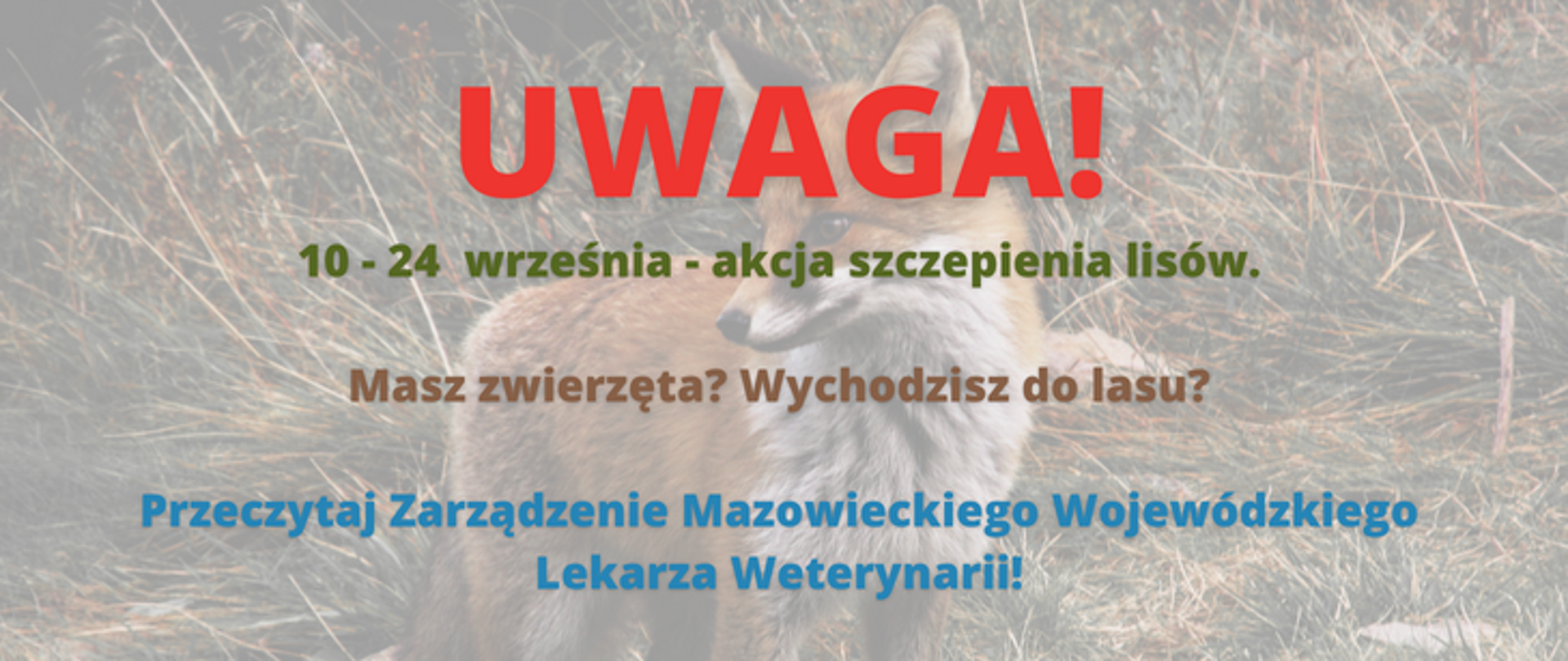 10 - 24 września - akcja szczepienia lisów