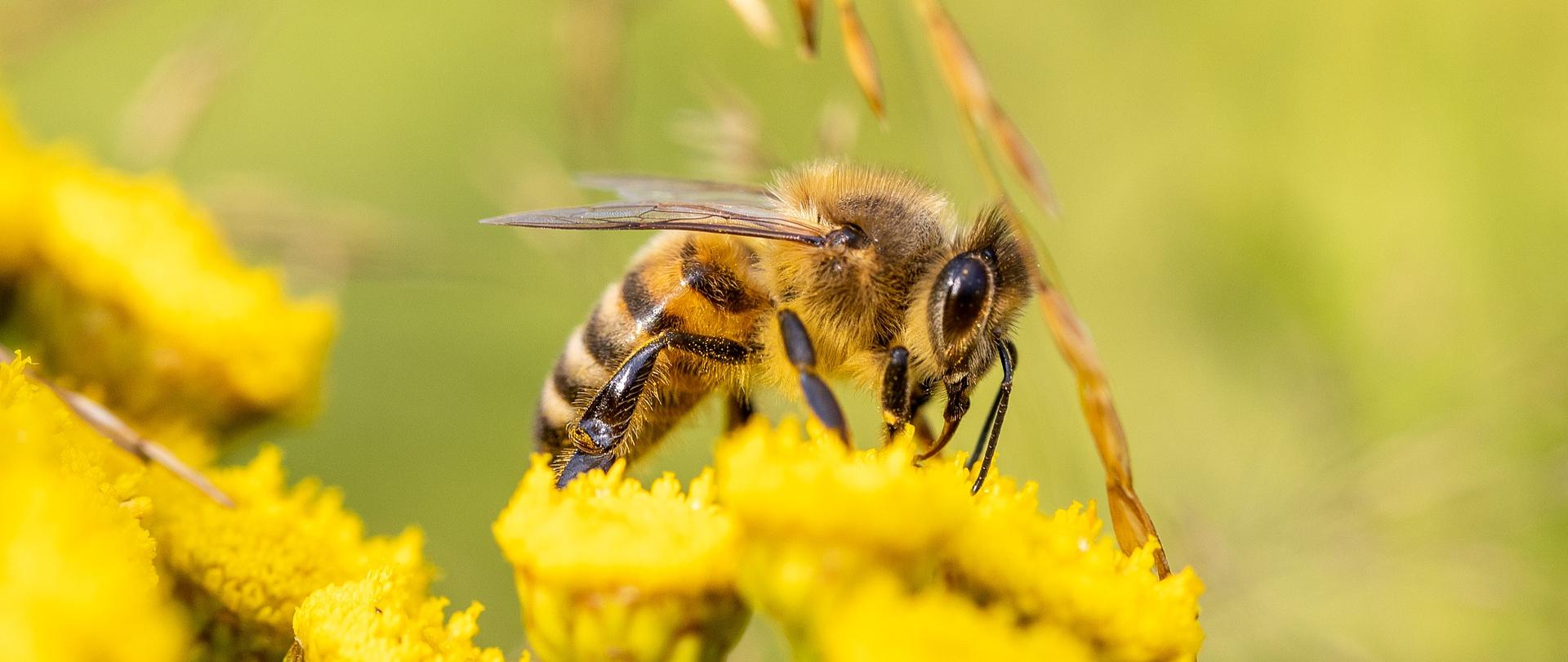 Zdjęcie przedstawia pszczołę siedzącą na kwiatku