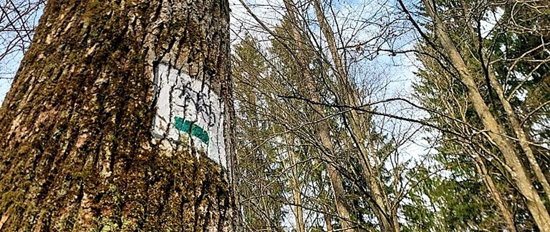 Szlak zielony namalowany na drzewie