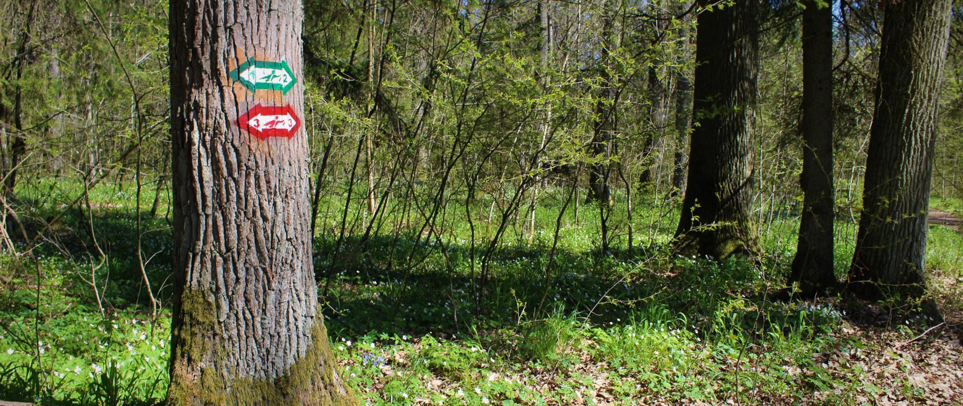 Znaki nordic walking namalowane na drzewie