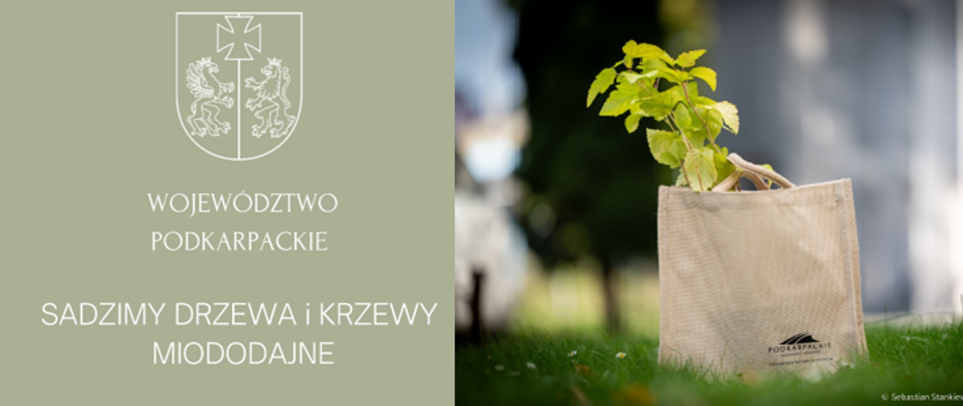 Sadzenie drzew i krzewów miododajnych sposobem na ochronę bioróżnorodności w województwie podkarpackim