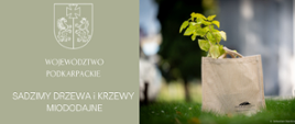 Sadzenie drzew i krzewów miododajnych sposobem na ochronę bioróżnorodności w województwie podkarpackim