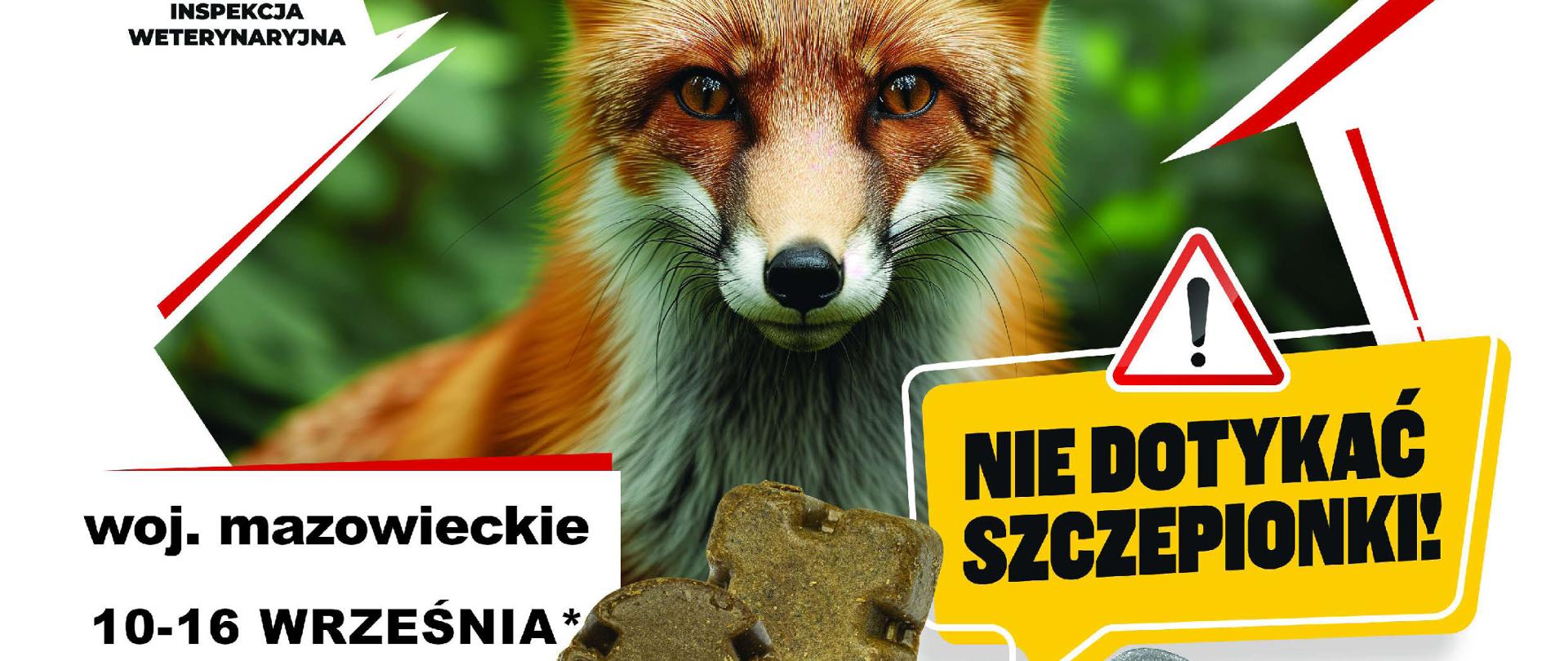 
Szczepienie lisów przeciwko wściekliźnie